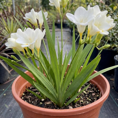  - Freesia White River Fragrant White Flowering Perennial Plant 17Cm Pot 2L