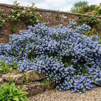  - Ceanothus Repens Californian Lilac Evergreen Shrub 2L Pot