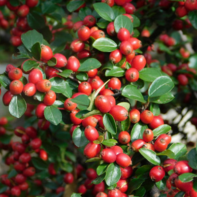  - Cotoneaster Horizontalis Deciduous Ground Cover Shrub 2L Pot