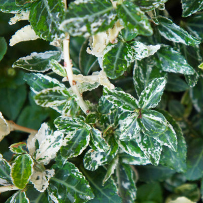Euonymus Harlequin Evergreen Variegated Shrub 2L Pot from B&Q