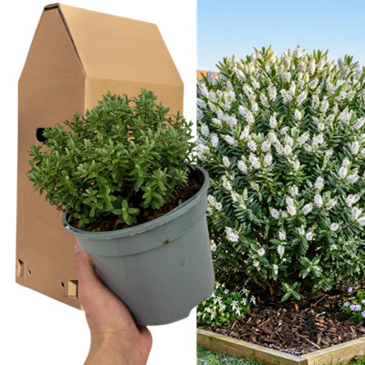  - Hebe Sutherlandii Compact Evergreen Shrub 2L Pot