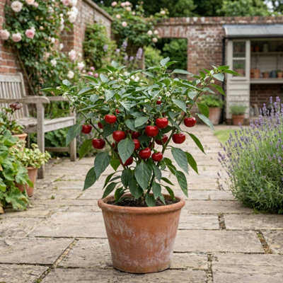  - Sweet Pepper Snack Red Compact Vegetable Plant 2L Pot Patio Patio Grow Sweet Mini Peppers