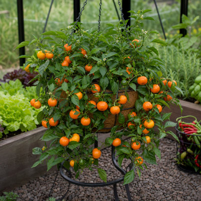  - Sweet Pepper Snack Orange Vegetable Plant 2L Pot Compact Patio Variety