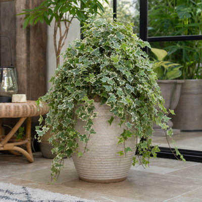  - Hedera Helix Variegated Ivy 12Cm Pot