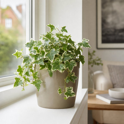  - Hedera Helix Variegated Ivy Houseplant 2L