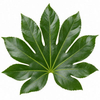  - Hedera Helix Variegated Ivy Houseplant 3L