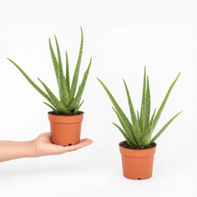 Plants By Post Aloe Vera Plant 12Cm Pot For Indoors - Medicinal Houseplant - Nursery Pot - 2 - Image 3