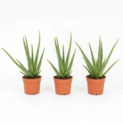 Plants By Post Aloe Vera Plant 12Cm Pot For Indoors - Medicinal Houseplant - Nursery Pot - 3 - Image 3
