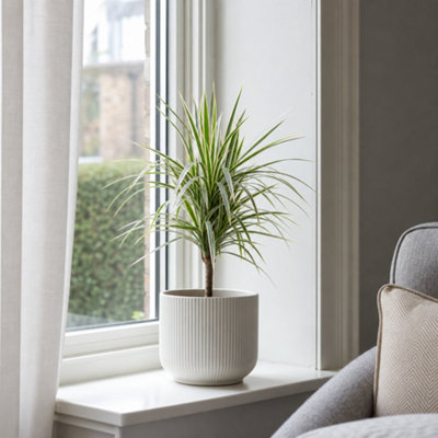 - Dracaena Marginata Dragon Tree Variegated 12Cm Pot