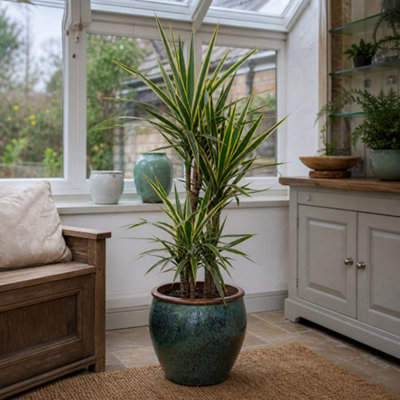 - Dracaena Marginata Variegated Dragon Tree Houseplant 2L