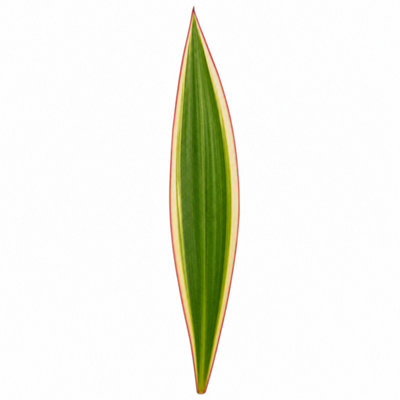  - Dracaena Marginata Variegated Dragon Tree Houseplant 3L