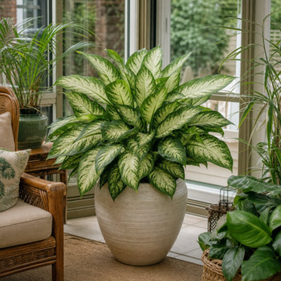  - Dieffenbachia Compacta Dumb Cane Variegated 12Cm Pot