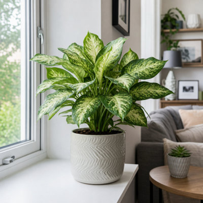  - Dieffenbachia Compacta Variegated Dumb Cane Houseplant 2L