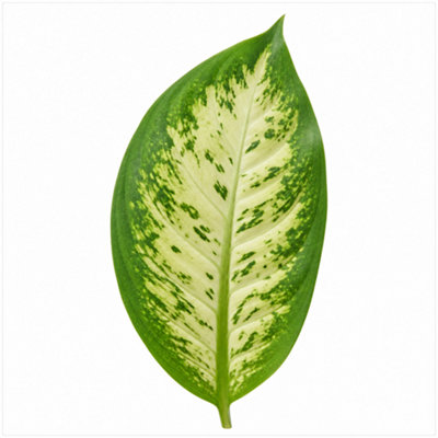  - Dieffenbachia Compacta Variegated Dumb Cane Houseplant 3L