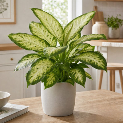  - Dieffenbachia Camilla Dumb Cane Variegated 12Cm Pot