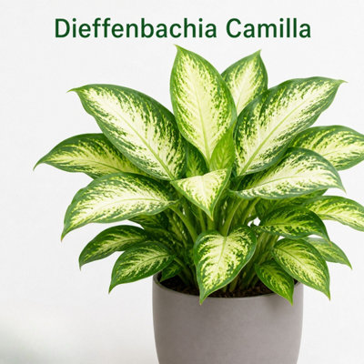  - Dieffenbachia Camilla Variegated Dumb Cane Houseplant 2L