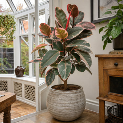  - Ficus Belize Rubber Plant Pink Variegated 12Cm Pot