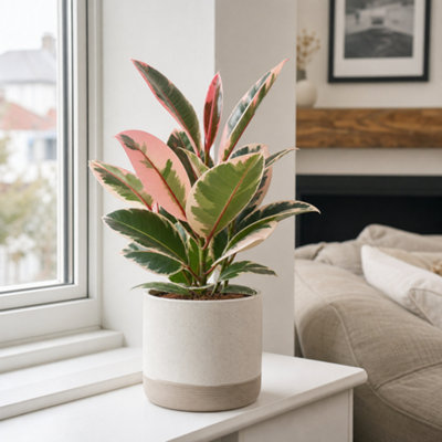  - Ficus Belize Pink Variegated Rubber Plant Houseplant 2L