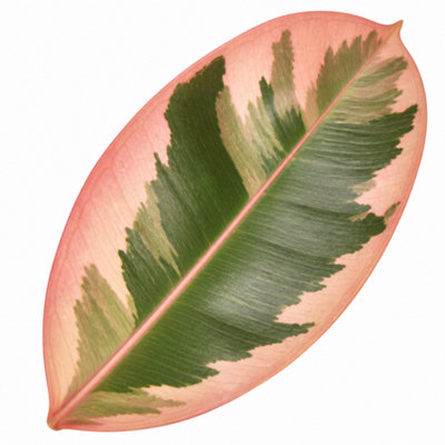  - Ficus Belize Pink Variegated Rubber Plant Houseplant 3L