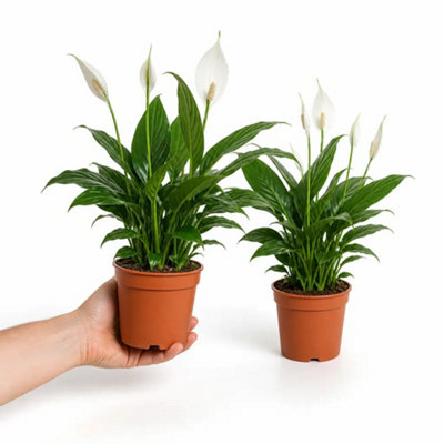 Plants By Post Spathiphyllum Peace Lily B - Plant - Image 3