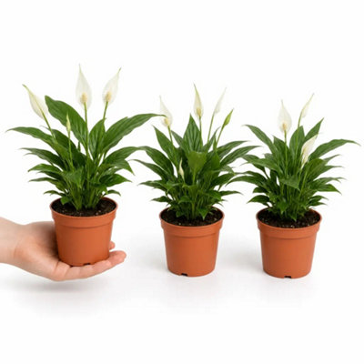 Plants By Post White Peace Lily Plant 12Cm - Air Purifying Houseplant Elegant Indoor Plant With Flowers - Nursery Pot - 3 - Image 3
