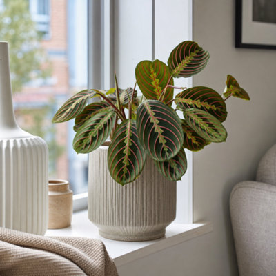  - Maranta Fascinator Prayer Plant Red Variegated 12Cm Pot