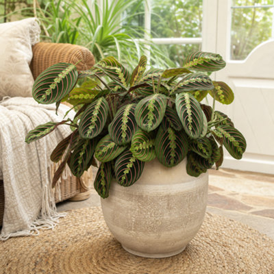  - Maranta Fascinator Red Variegated Prayer Plant Houseplant 2L