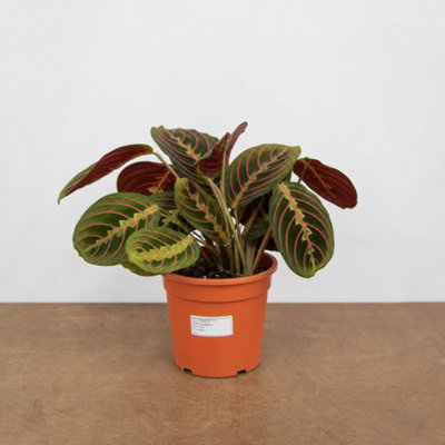  - Maranta Fascinator Red Variegated Prayer Plant Houseplant 3L