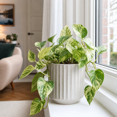  - Epipremnum Marble Queen Pothos Variegated 12Cm Pot