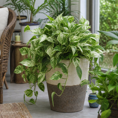  - Epipremnum Marble Queen Variegated Pothos Houseplant 2L
