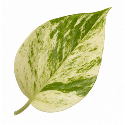  - Epipremnum Marble Queen Variegated Pothos Houseplant 3L