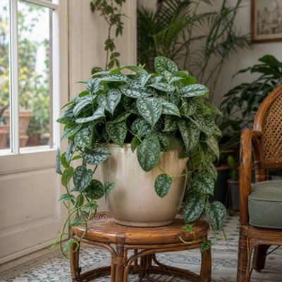  - Scindapsus Pictus Trebie Pothos Variegated 12Cm Pot