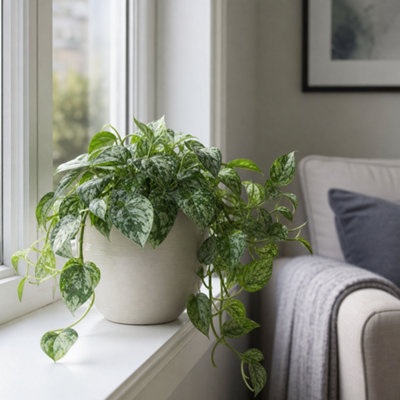  - Scindapsus Pictus Trebie Variegated Pothos Houseplant 2L