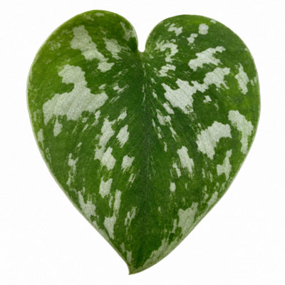  - Scindapsus Pictus Trebie Variegated Pothos Houseplant 3L