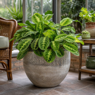  - Maranta Lemon Lime Prayer Plant Green Variegated 12Cm Pot