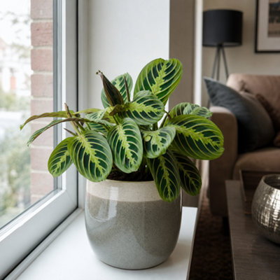  - Maranta Lemon Lime Green Variegated Prayer Plant Houseplant 2L