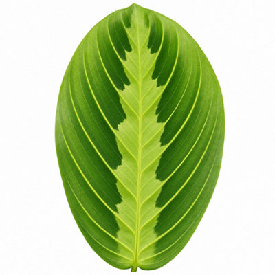  - Maranta Lemon Lime Green Variegated Prayer Plant Houseplant 3L