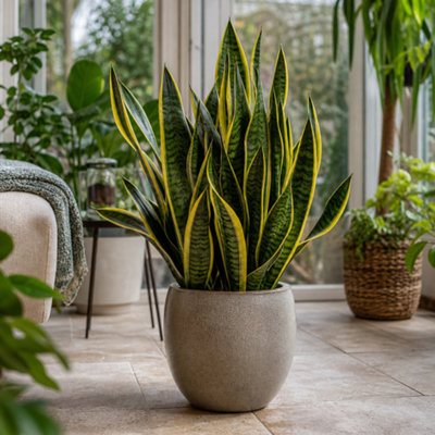  - Sansevieria Superba Snake Plant Variegated 12Cm Pot