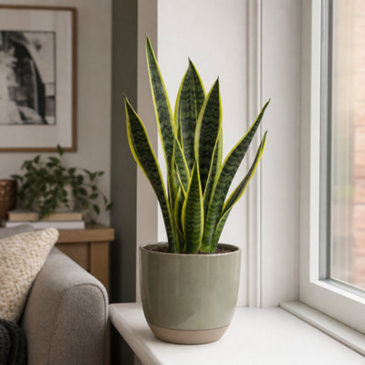  - Sansevieria Superba Variegated Snake Plant Houseplant 2L