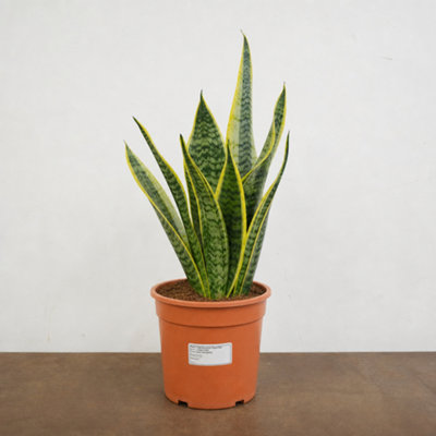  - Sansevieria Superba Variegated Snake Plant Houseplant 3L