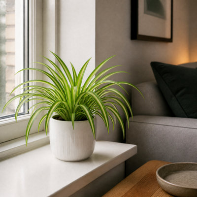 White Chlorophytum Spider Plant 12Cm - Air Purifying Plant - 1 - Glossy Ceramic Pot - Image 3