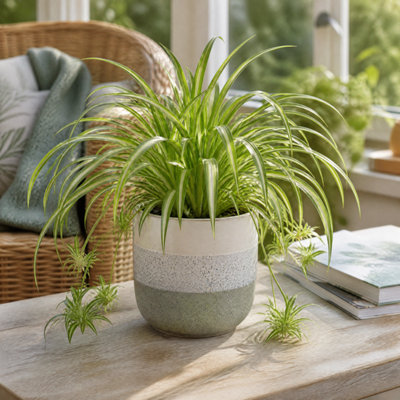 Plants By Post Chlorophytum Spider Plant A - Grey Stoneware - Image 3