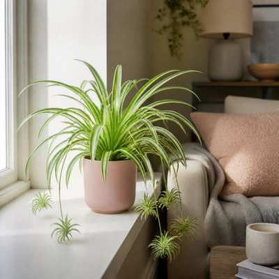 Pink Chlorophytum Spider Plant 12Cm - Air Purifying Plant - 1 - Matt Ceramic Pot - Image 3