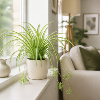 Plants By Post Chlorophytum Spider Plant C - Matt Cream - Image 3