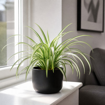 Black Chlorophytum Spider Plant 12Cm - Air Purifying Plant - 1 - Matt Ceramic Pot - Image 3