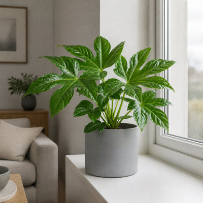 Plants By Post Fatsia Paper Plant - Matt Grey - Image 3