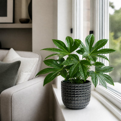 Grey Fatsia Paper Plant 12Cm Pot - Air Purifying Plant - 1 - Ceramic Pot - Image 3
