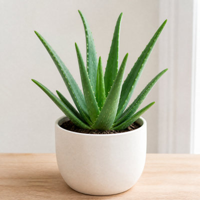 Plants By Post Aloe Vera Plant F - Glossy White - Image 3