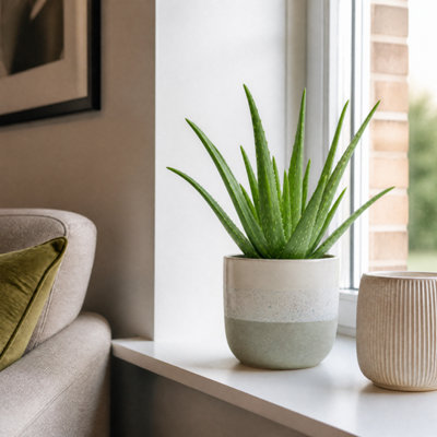 Plants By Post Aloe Vera Plant - Grey Stoneware - Image 3