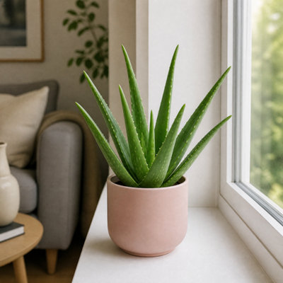 Plants By Post Aloe Vera Plant C - Matt Pink - Image 3